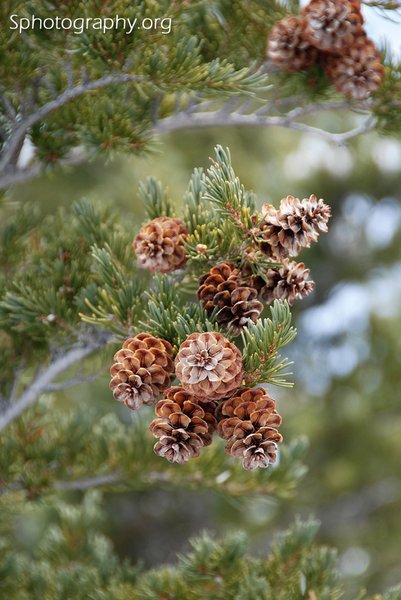 Mountain Hemlock