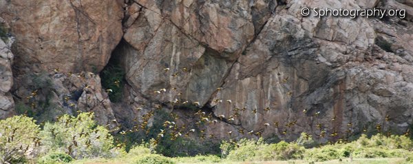 Tricahue Flock, Cyanoliseus patagonus bloxami; Chilean Burrowing Parrot