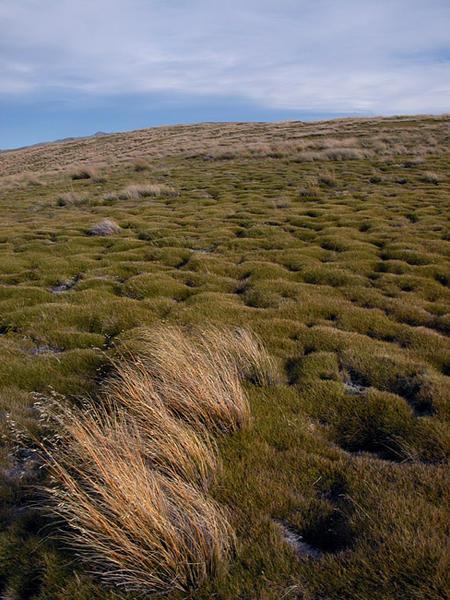 Tussock and Ground Cover