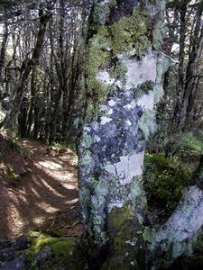 Southern Beech Forest(Nothofagus) 