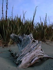 Driftwood, Gillespies Beach