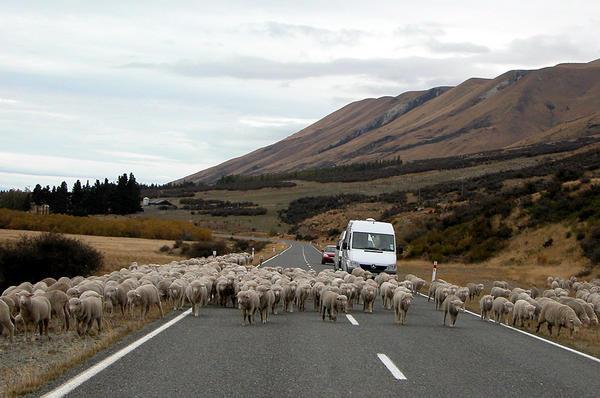Heaps of Sheeps