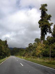 South Westland Rainforest