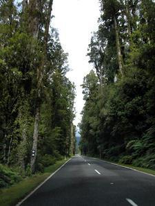 South Westland Rainforest