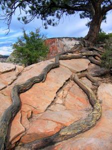 Roots and Sandstone, Angels Landing