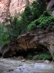 Forest in the Narrows of Zion