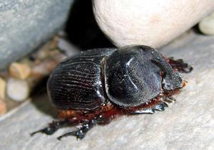 Beetle!
