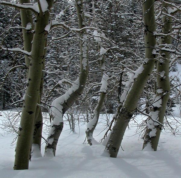 Aspen trees