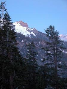 Alta Peak, Forest