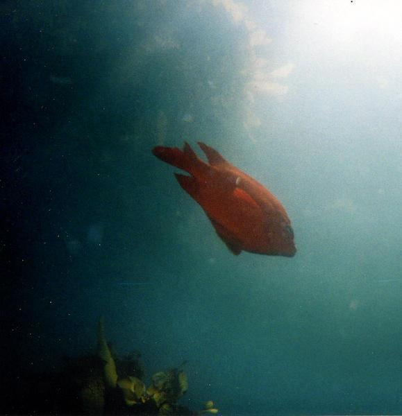 Garibaldi- California's State Fish