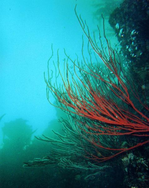 Gorgonian Coral, SE Santa Cruz Island