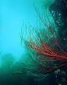 Gorgonian Coral, SE Santa Cruz Island