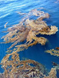 Kelp Forest, Pacific Ocean