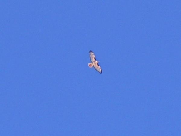 hawk flying at over 11,000 feet