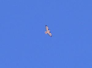 hawk flying at over 11,000 feet