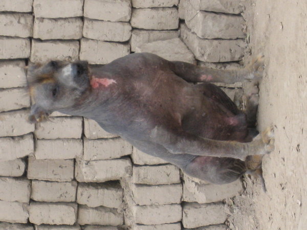 Oroginal peruiansk haardloes hund