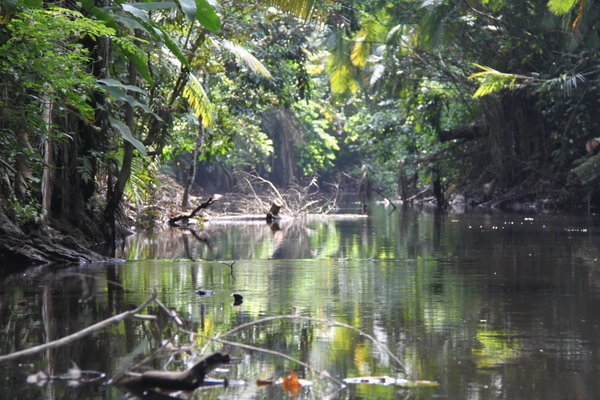 Paa en flod i junglen