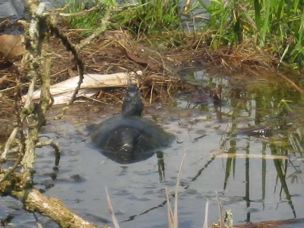 En skildpadde