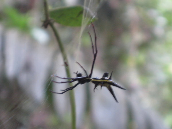 hornet spider