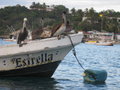 4 pelikaner paa morgentur