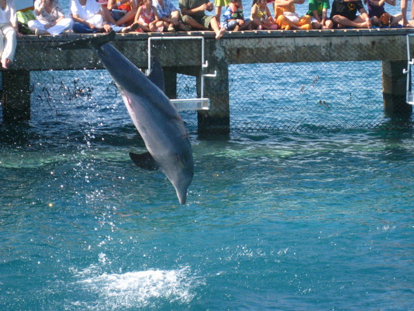 Delfiner