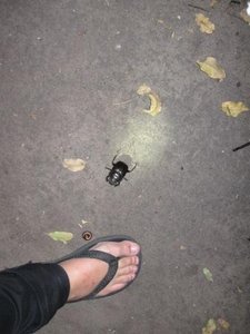 Giant Beetle