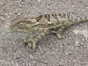 Chameleon crossing the road