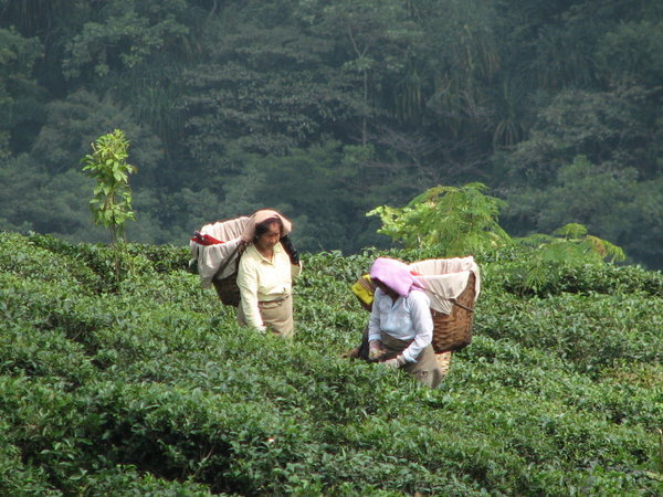Tea Harvest Time