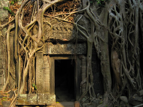Temple Tree
