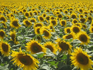 The Ubiquitous French Sunflowers