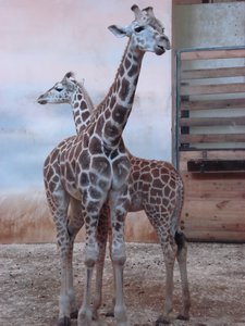 Baby Giraffes
