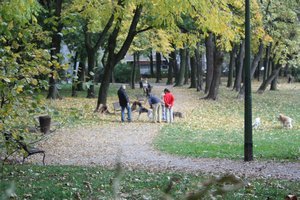 Dogs in a Zagreb Park