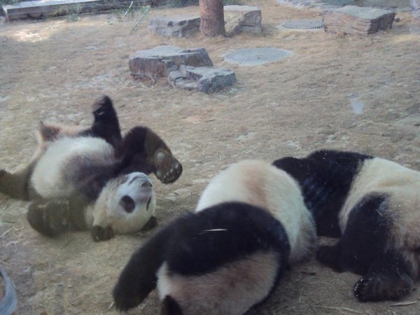 ein bissi lebendigere Pandas
