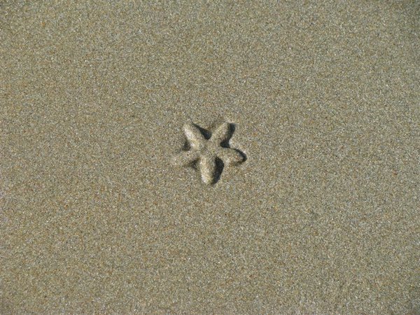 star fish-lots all over the beach