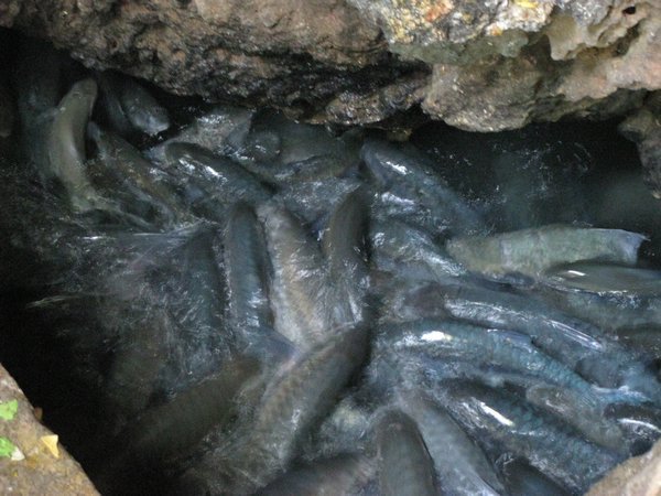 fish caves