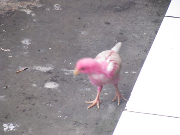 Pink chick