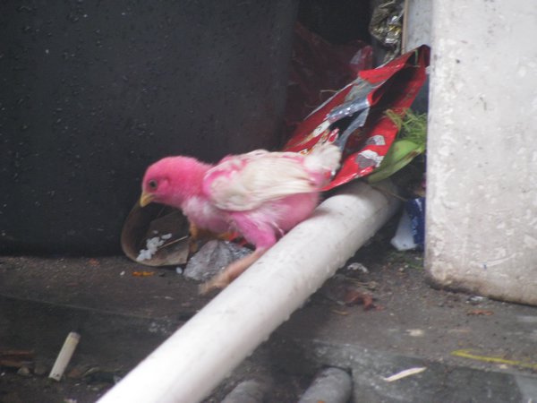 Pink chick 2