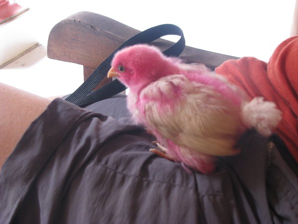 Pink chick 4