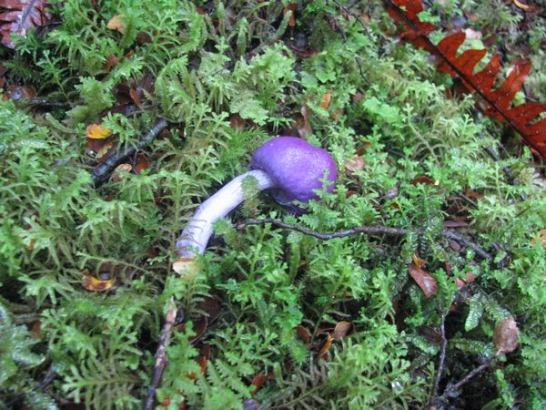 Purple Penis Mushroom