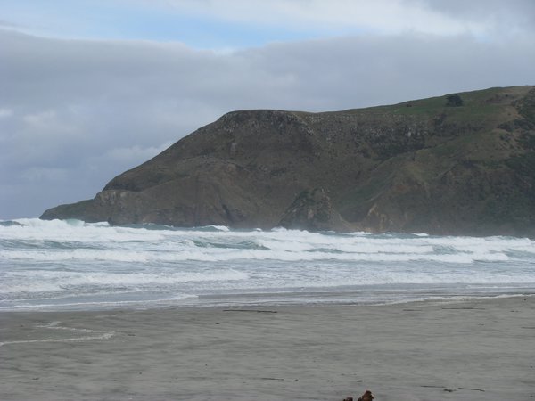 Otago peninsula 8