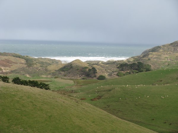 Otago peninsula 12