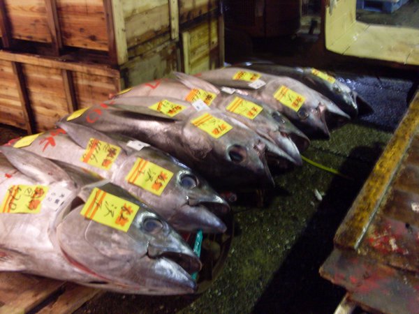 more tuna