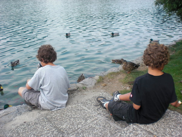 Ducks at Bled