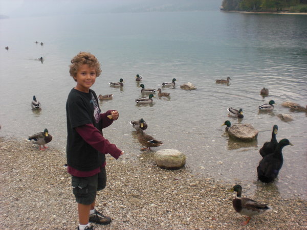 Feeding the ducks at Lake Bohinj