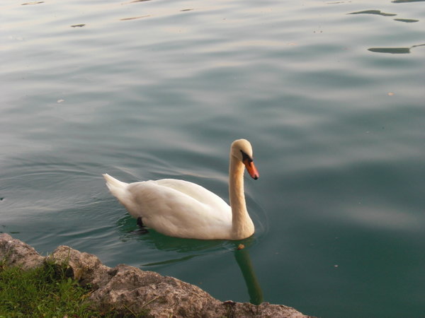Swan at Lake Bled