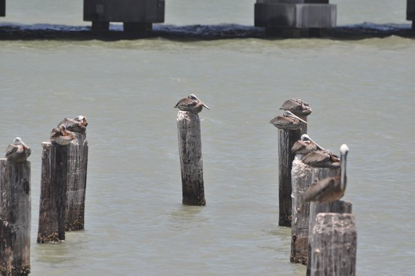 Pelicans At Port Isabel