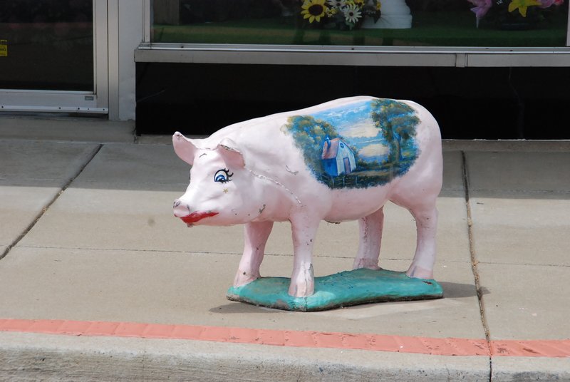 Pig In Downtown Cadiz