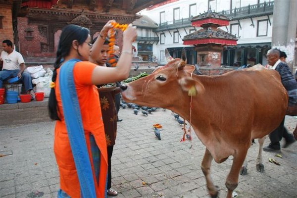 Diwali cow