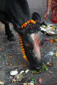Sacred Diwali cow
