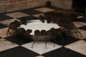 Rats drinking milk at the temple